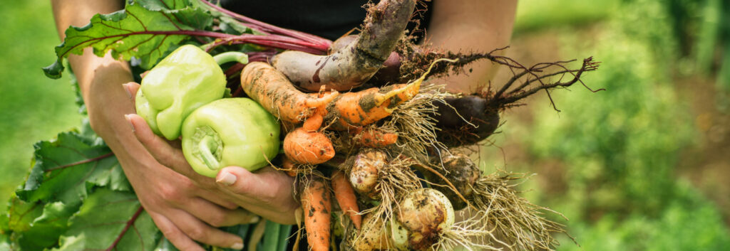 Femme tenant des légumes potager carottes poivrons terre jardinage Biochar fertilisant naturel Soler